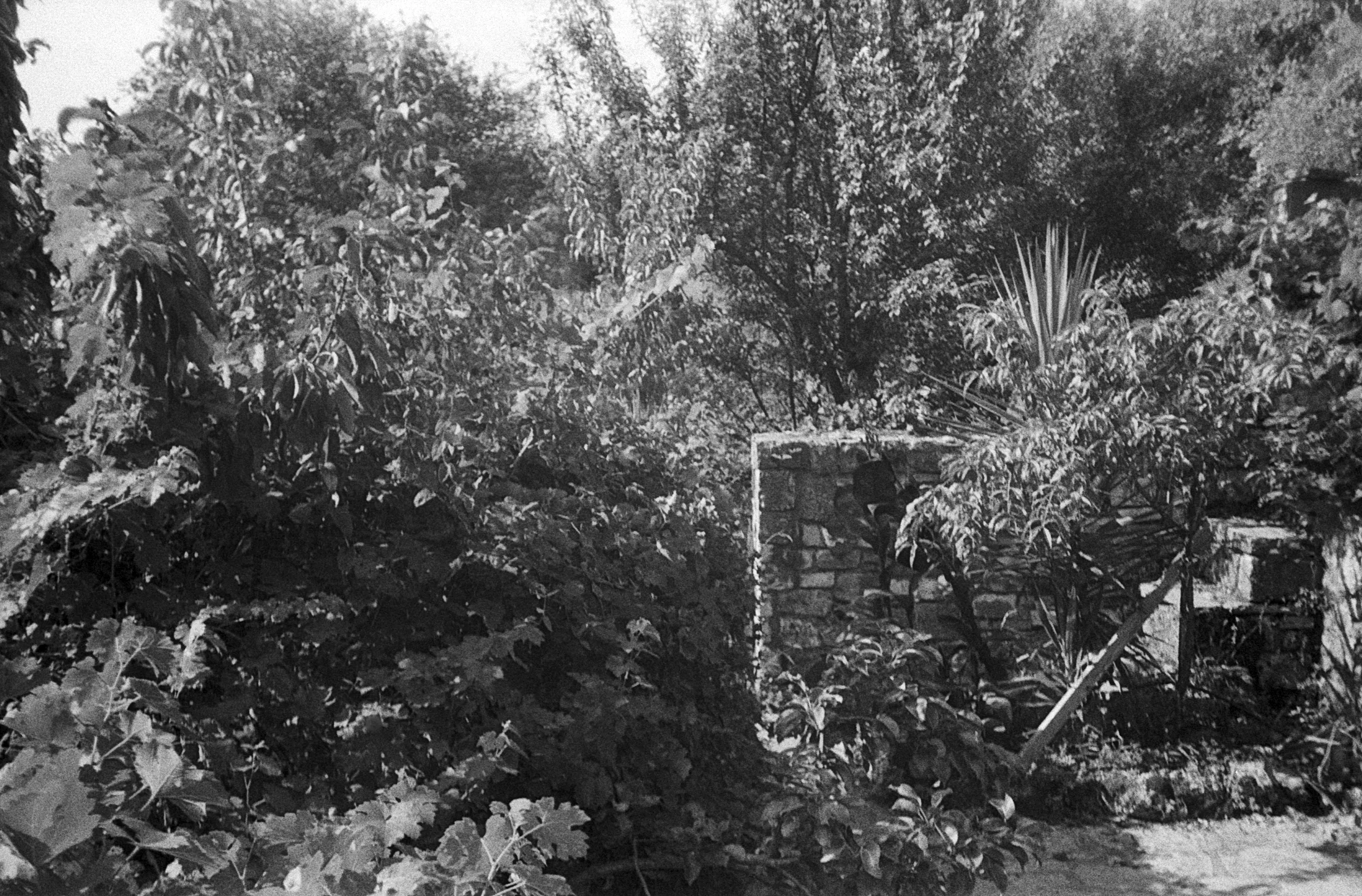 Black and White Jungle, picture 1 of 3