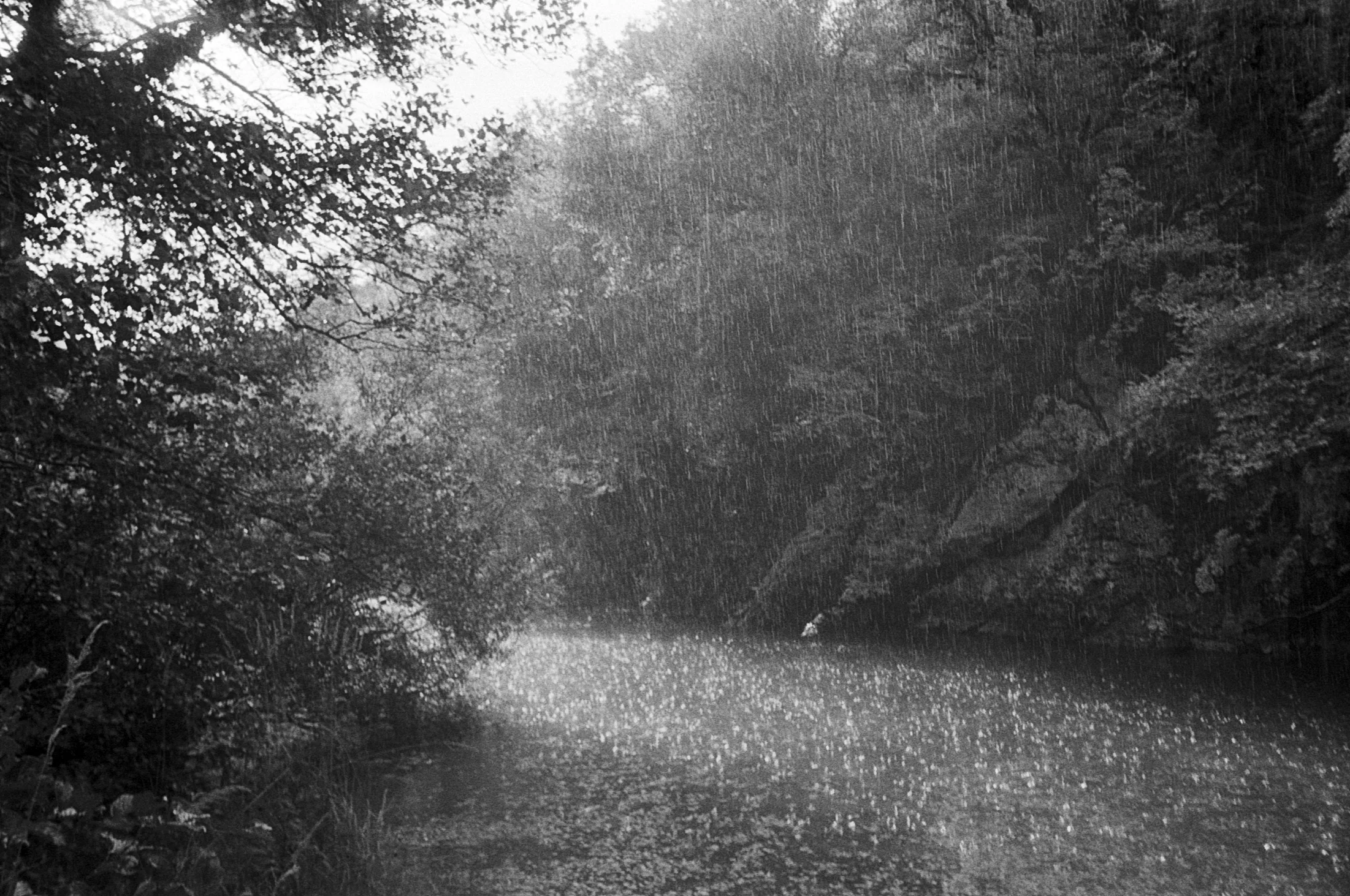Black and White Jungle, picture 1 of 4