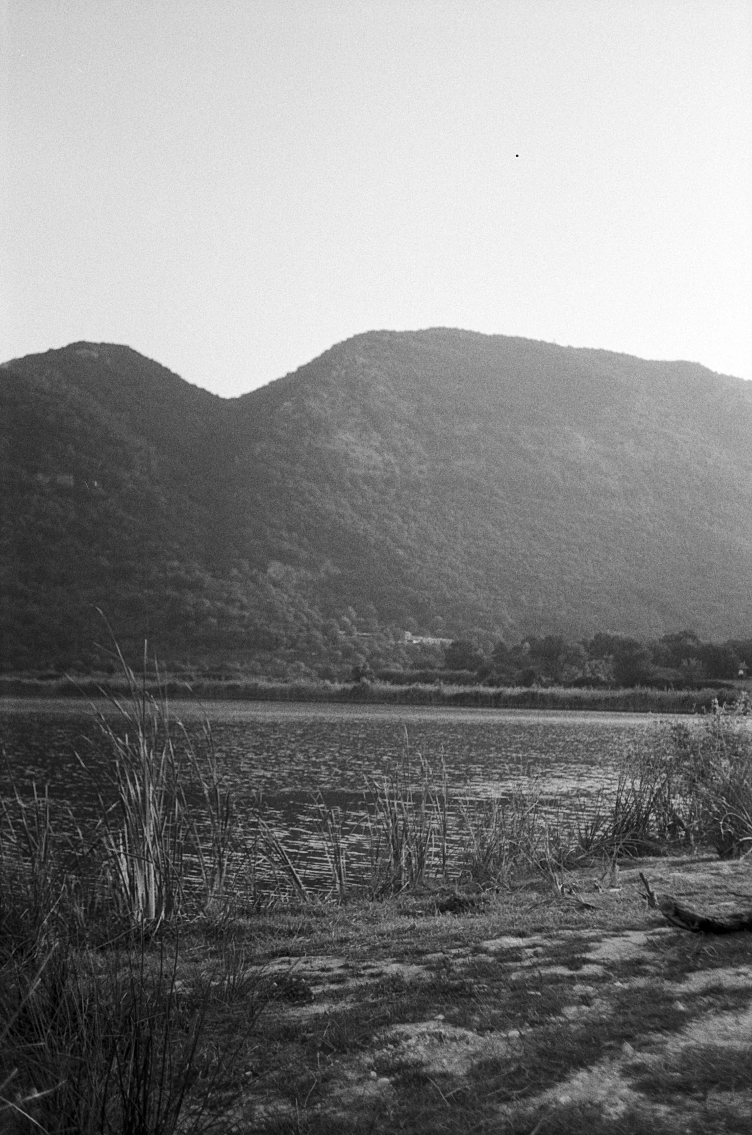 Black and White Jungle, picture 1 of 2
