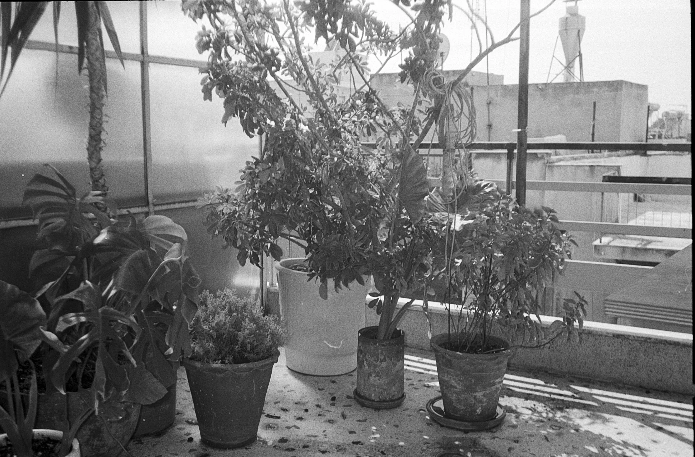 Black and White Jungle, picture 2 of 2